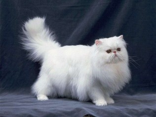 波斯猫也叫喜马拉雅猫