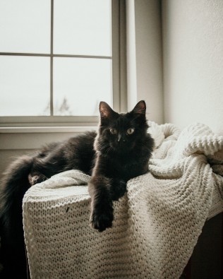 一直高清黑色猫咪图片