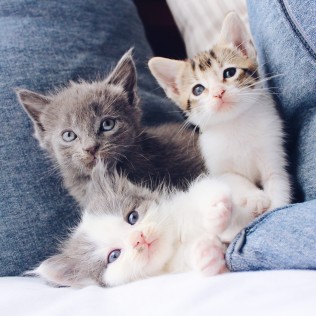 三只可爱的小猫咪图片