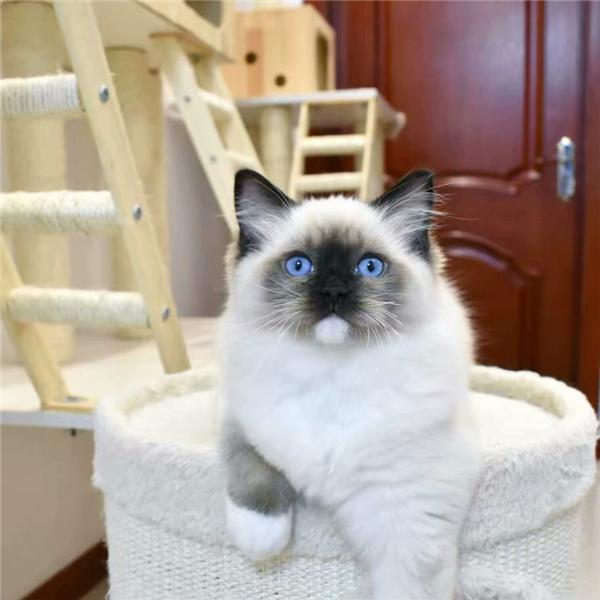 布偶猫和蓝猫配种是什么样子？布偶猫和蓝猫各自的特点